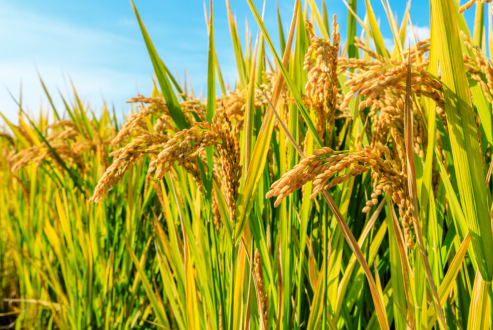 Norsida said padi farming plays a key role in ensuring the country's food supply - 123RF Photo