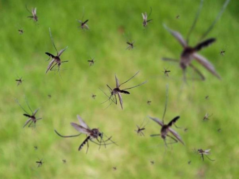 Dengue fever is one of the fastest emerging infections. - 123RF Photo