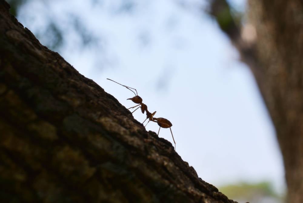 Photo for illustrative purposes - 123RF