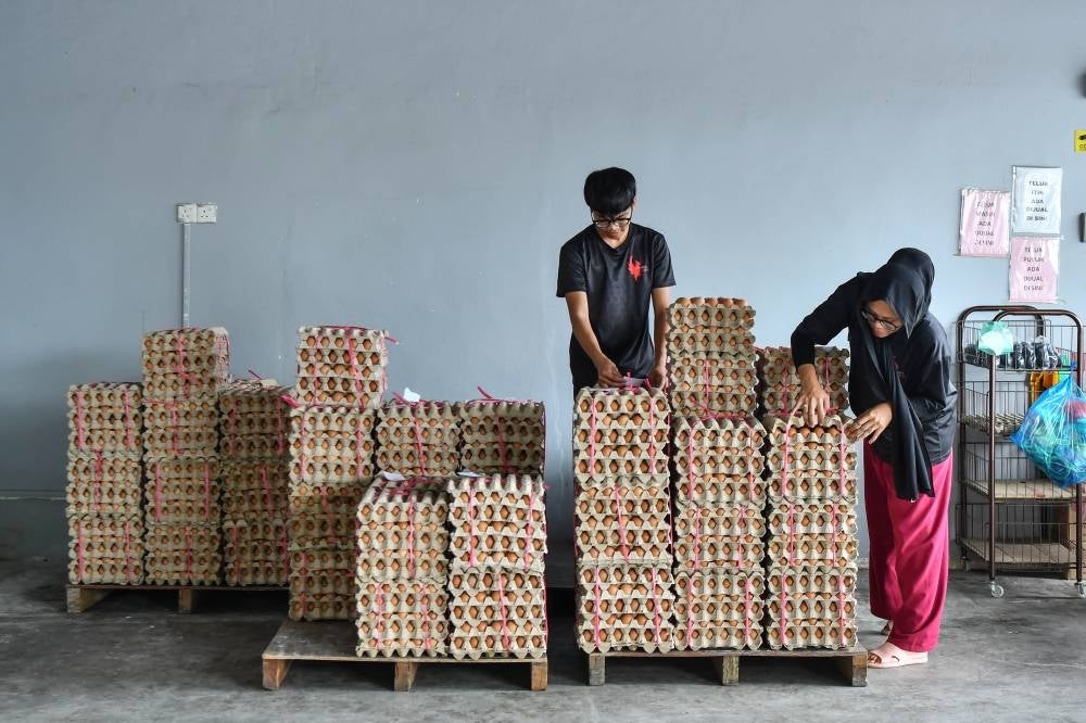 Employees of an egg wholesaler compiled a limited supply of chicken eggs for sale to customers during a survey in Chabang Tiga today. - Bernama Photo