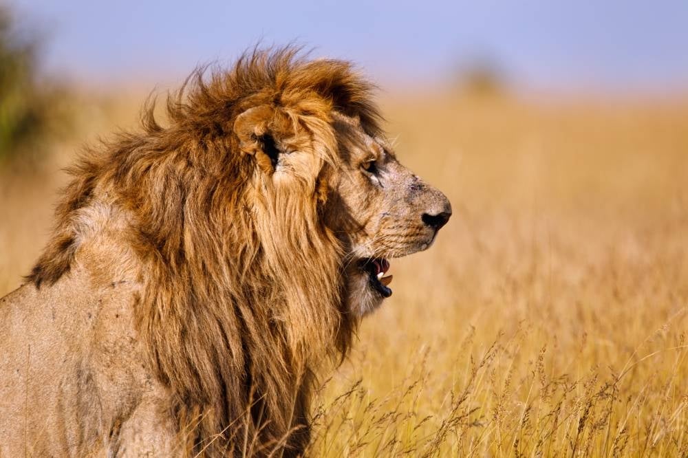 Five lions, one adult and four cubs, were found outside their enclosure at 6.30 am local time Photo for illustrative purposes only - 123RF