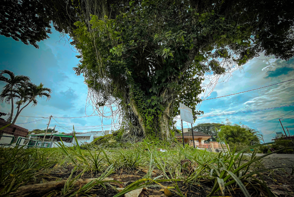 The Democracy Tree was where, a group of 27 PR lawmakers of the silver state held an “emergency assembly” on March 3, 2009, following a convoluted leadership crisis – triggered by party-hopping.