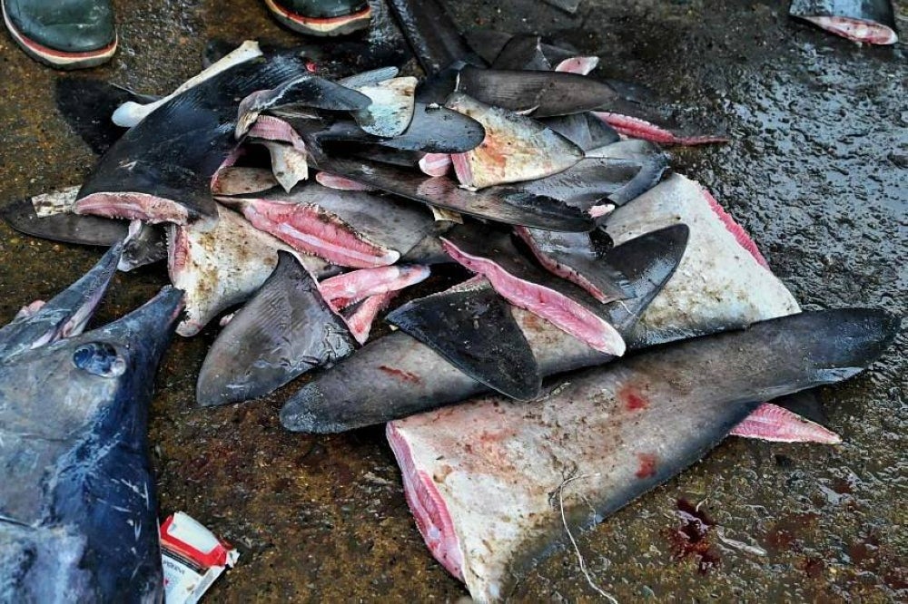 Shark fins which represent a market of some $500 million per year can sell for about $1,000 a kilogram in East Asia for use in shark fin soup, a delicacy. - AFP