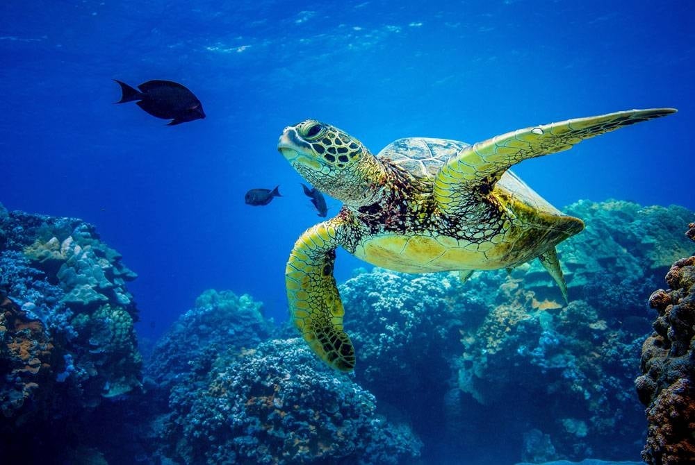 A total of 56 turtles were reported dead throughout Terengganu from January to October this year. Photo for illustration purpose only.