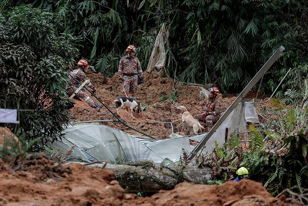 The Malaysian Fire and Rescue team use the services of tracking dogs to search for victims buried in the landslide tragedy at Father's Organic Farm.
