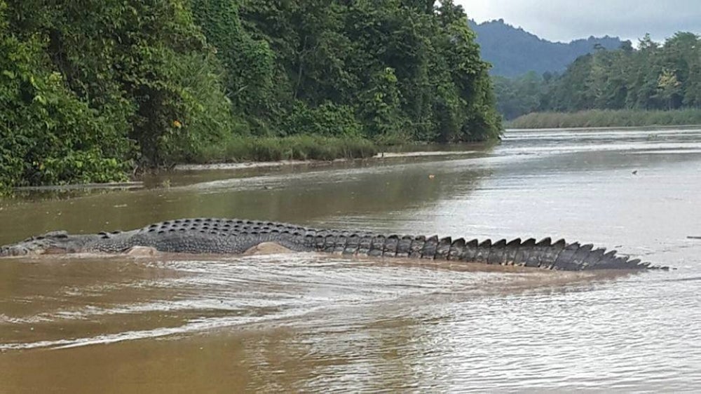 Sabah Fire and Rescue Department (JBPM) has records 33 cases of crocodile attacks over the past three years.
Photo source : File pix