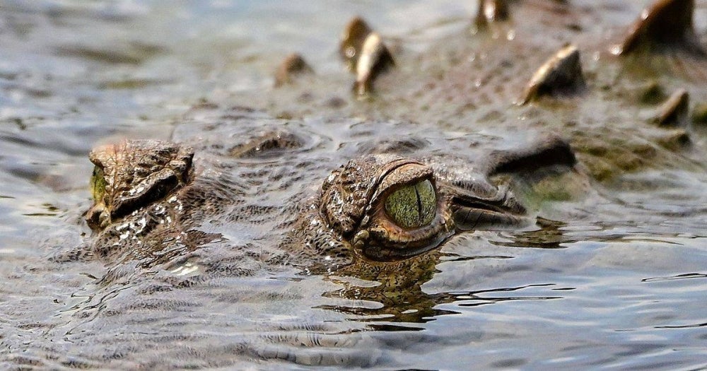 A fishy smell is a sign that 'sang bedal' is near
Photo source : File pix