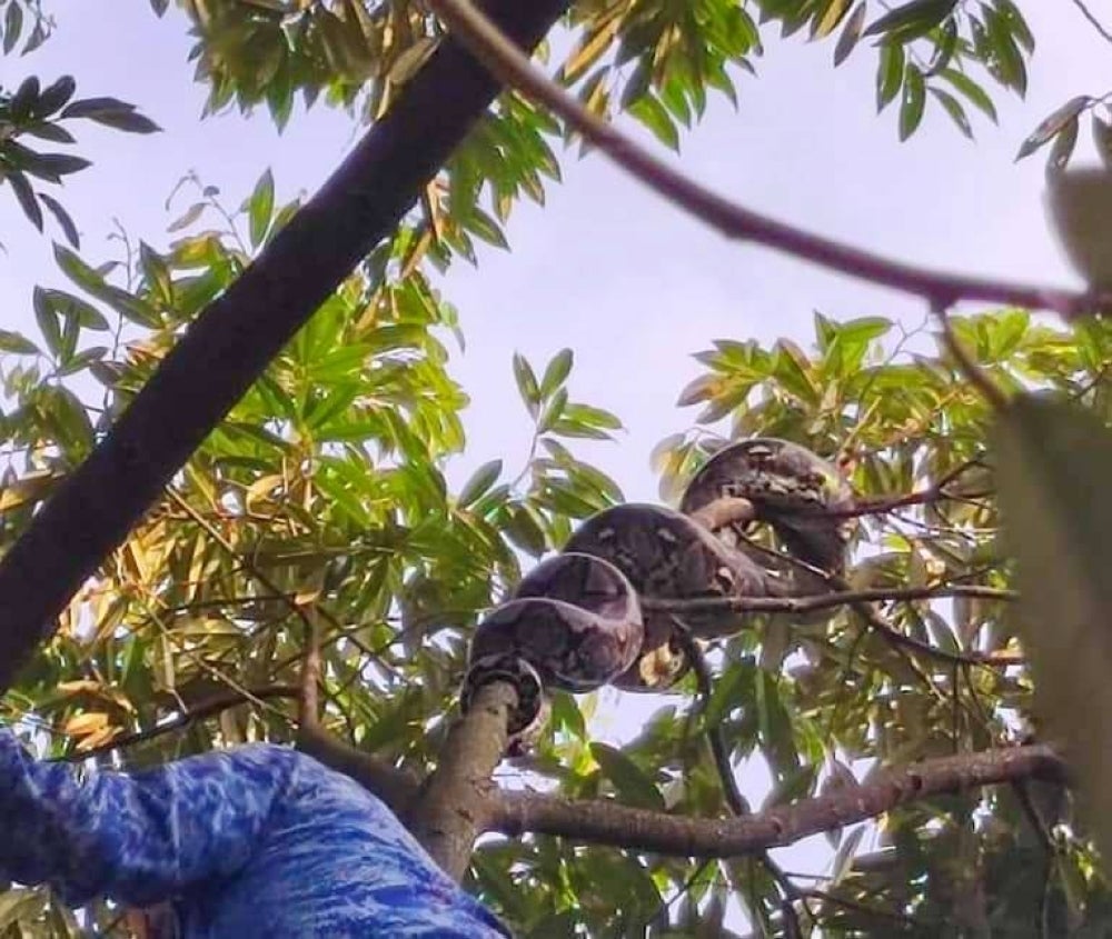Ular sawa batik yang 'bersembunyi' di atas sebatang pokok durian di Jalan Pengkalan Chepa, Kota Bharu pada Rabu.