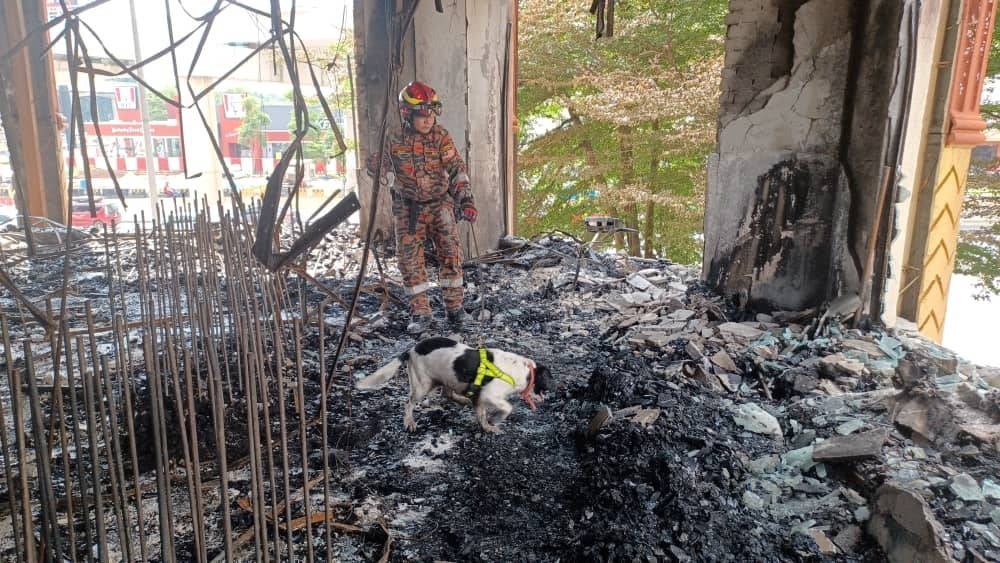 K9 dog of the English Springer Spaniel breed named Sam at the incident site earlier today. Photo courtesy of Selangor Fire and Rescue Department.