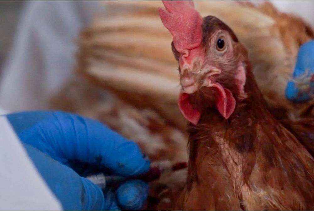 Ecuador declared a 90-day animal health emergency on Nov. 30, 2022, after the highly pathogenic avian influenza virus was detected in poultry farms.
