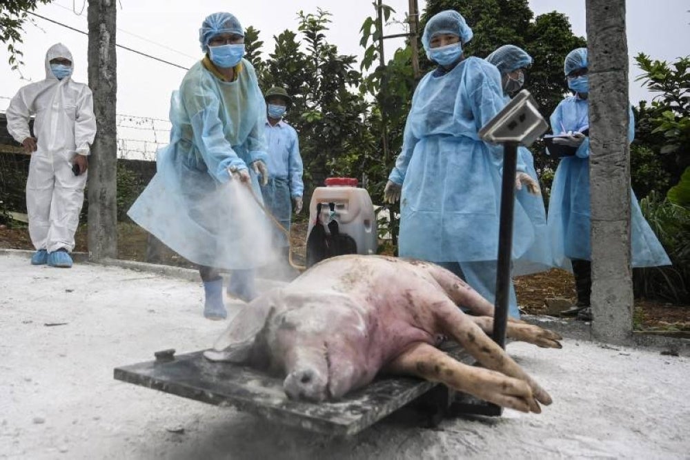 The cases were detected in commercial pig farms, namely one in Bidor and in the Batang Padang district. - AFP pic