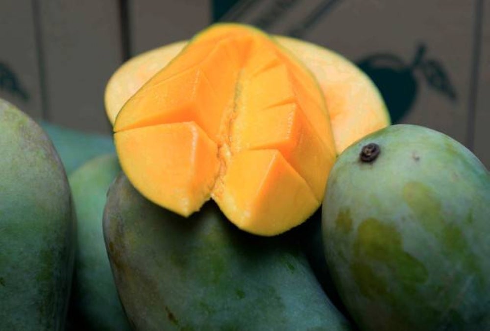 The Perlis Federal Agricultural Marketing Authority (Fama) hopes to market 10 metric tonnes of Harumanis mangoes this year despite the unpredictable weather which has caused poor harvest. - BERNAMA