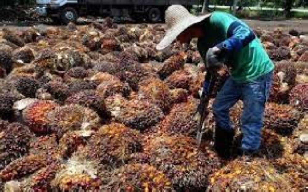 Deputy Plantation and Commodities Minister Datuk Siti Aminah Aching says Malaysia is still in need of foreign workers in the near term.