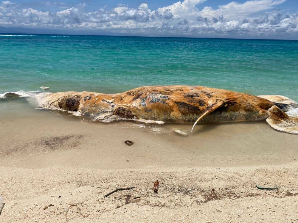 A whale carcass washed up on the beach of Pulau Mantanani, Kota Belud.