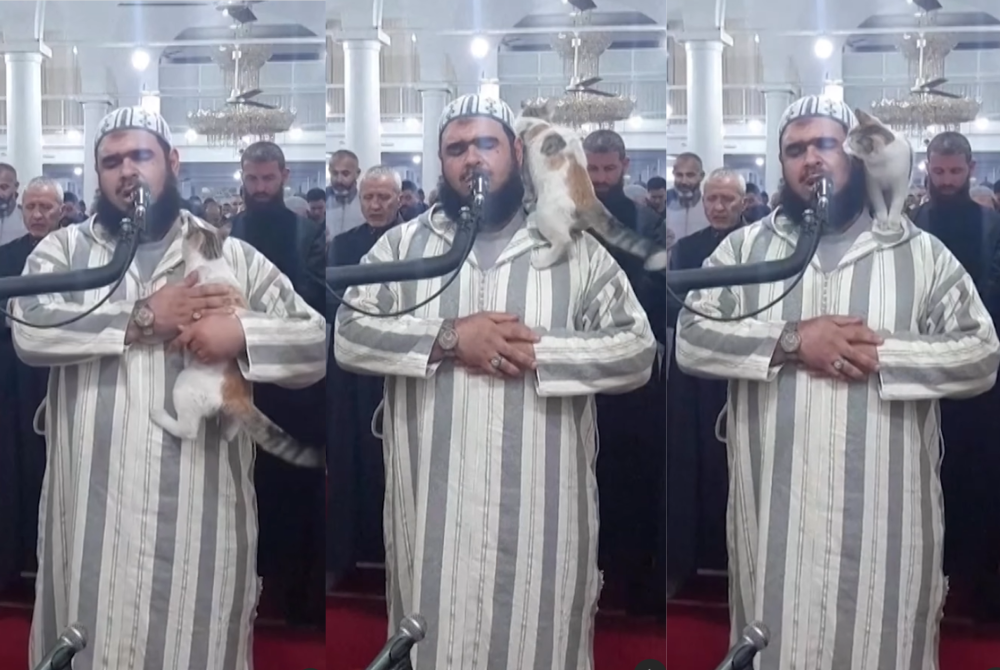 A cat slowing climbing on Sheikh Walid Mehsas who was leading the Tarawih prayers in  a mosque in Bordj Bou Arreridj Algeria - Imam Mehsas Facebook page 