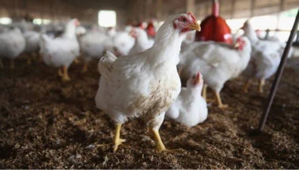 WHO noted the risk of the avian influenza virus spreading at national or international levels was "low."