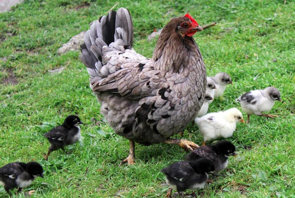 Image for illustrative purposes only. - FILE PIX