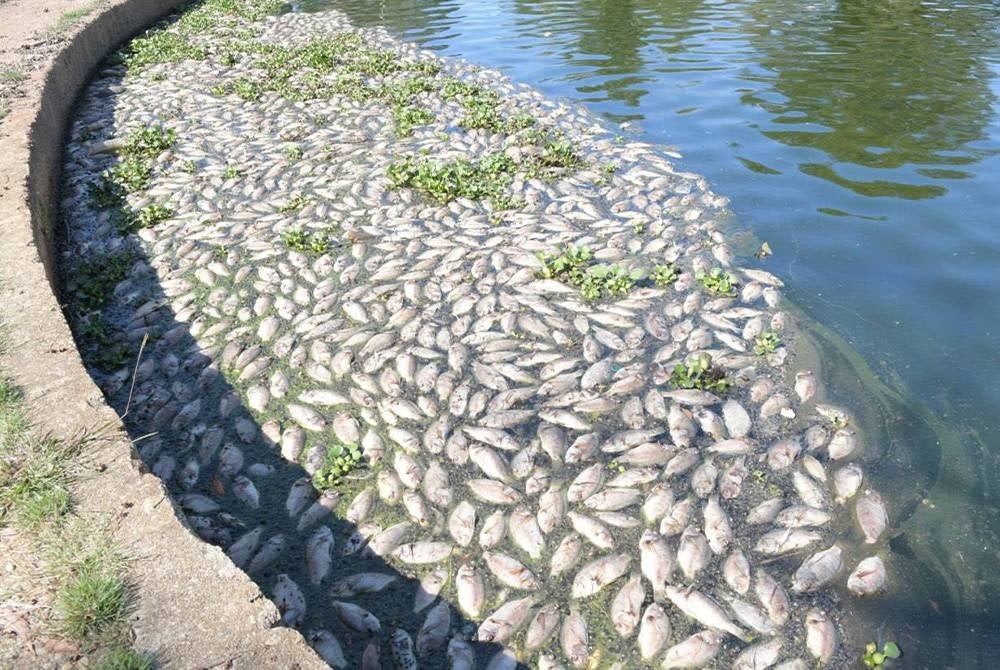 Large sized tilapia fish found dead floating in UniSZA lake since Thursday afternoon.