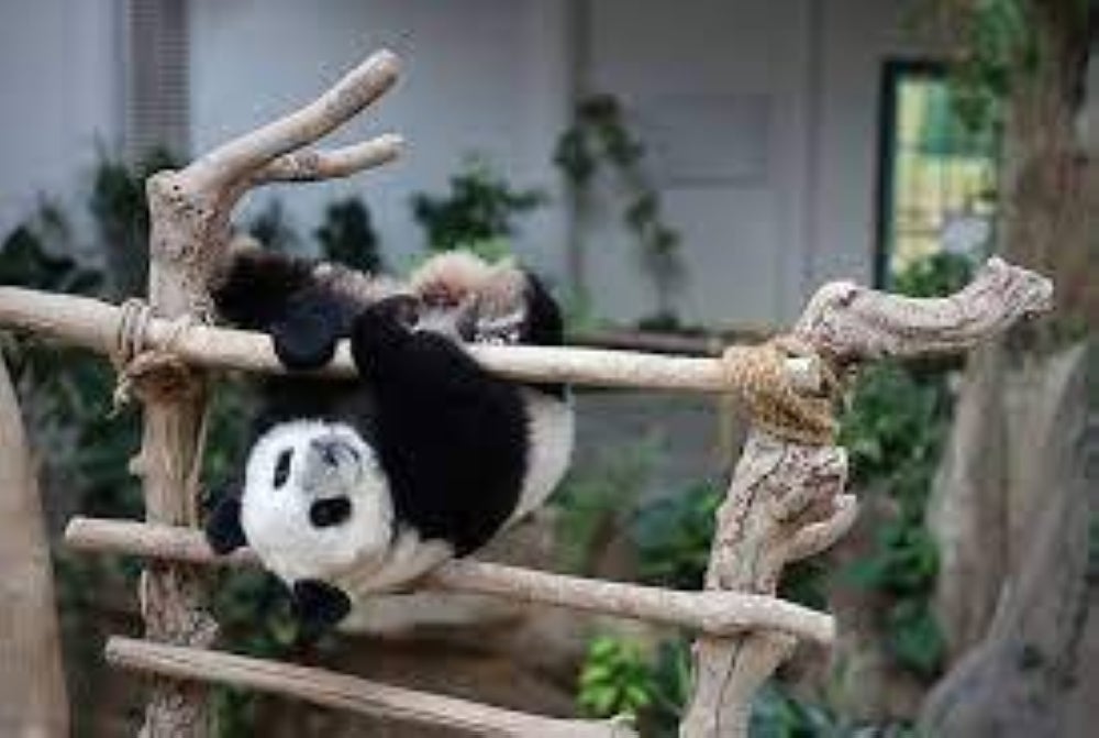 The cub Sheng Yi - BERNAMA