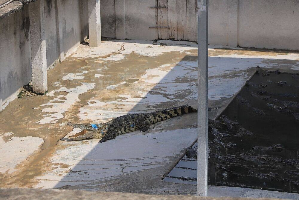 Crocodiles rest at a reptile farm in Siem Reap on May 26, 2023, after a 72-year-old man was killed by the animals in the enclosure. About 40 crocodiles killed a Cambodian man on May 26 after he fell into their enclosure on his family's reptile farm, police said. (Photo by Rohany ISA / AFP)