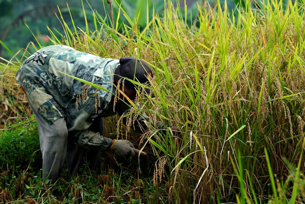 Image for illustrative purposes only – FILE PIX