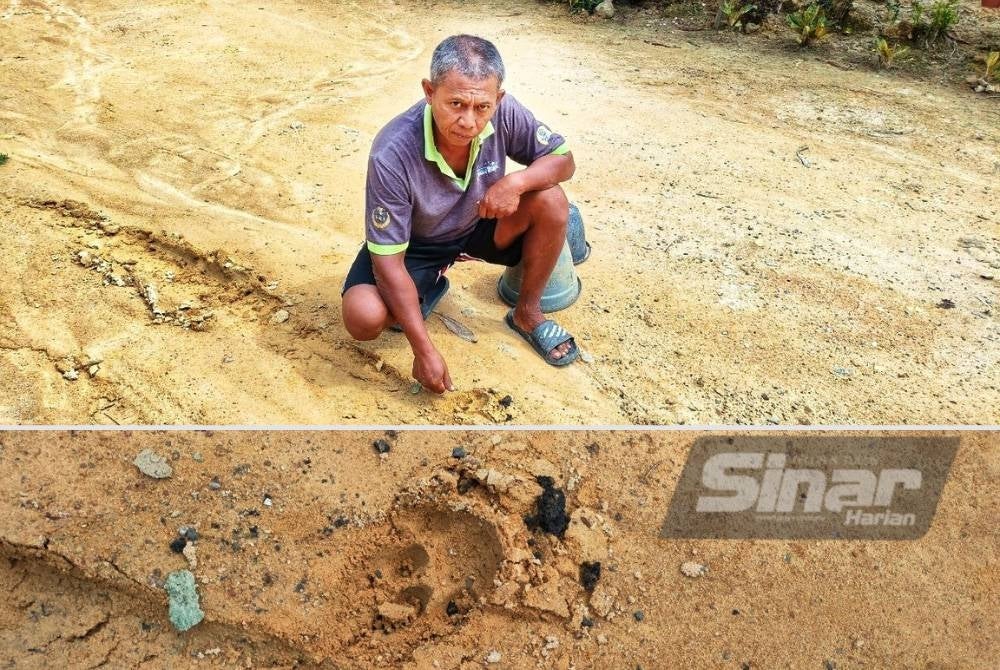 Amin showing footprints presumed to be from the panther.