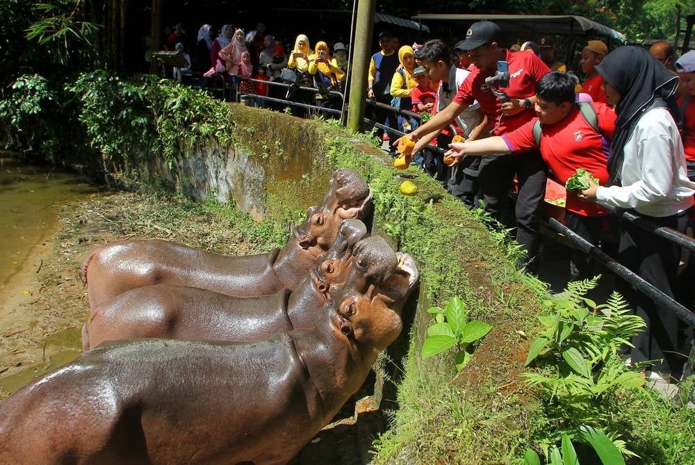 TAIPING, June 5 - Kampung Boyan National School's Special Integrated Education Programme (PPKI) students feeding hippos at the Let's Nurture the Nature Programme in conjunction with the World Environment Day Celebration at Taiping Zoo and Night Safari (ZTNS) today. - BERNAMA photo (2023) COPYRIGHT RESERVED