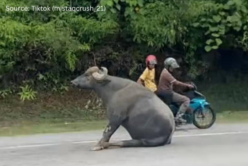 Buffalo in pain emitting grunts along on a busy road in Bukit Sentosa, Rawang.