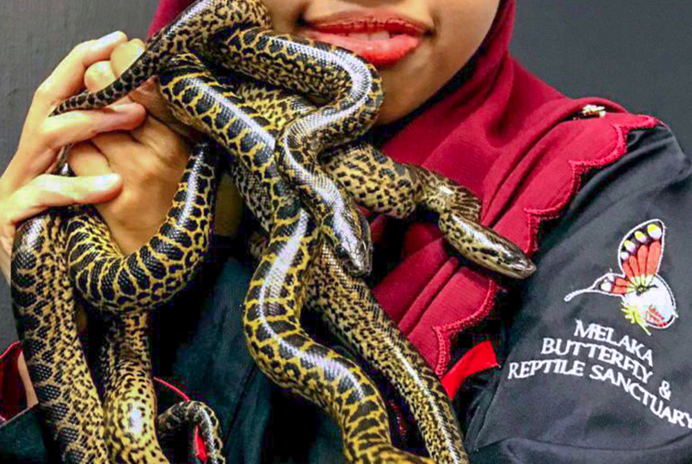 Head of the Snake and Crocodile Division Athira Faiqah Md Wahi showing a baby yellow anaconda at the Malacca Butterfly and Reptile Sanctuary recently.
