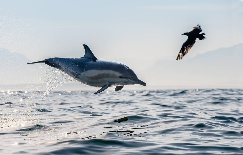 British military spies on Friday said Russia appears to be training combat dolphins in the annexed Crimean peninsula to counter Ukrainian forces. Photo for illustrative purposes only - 123RF