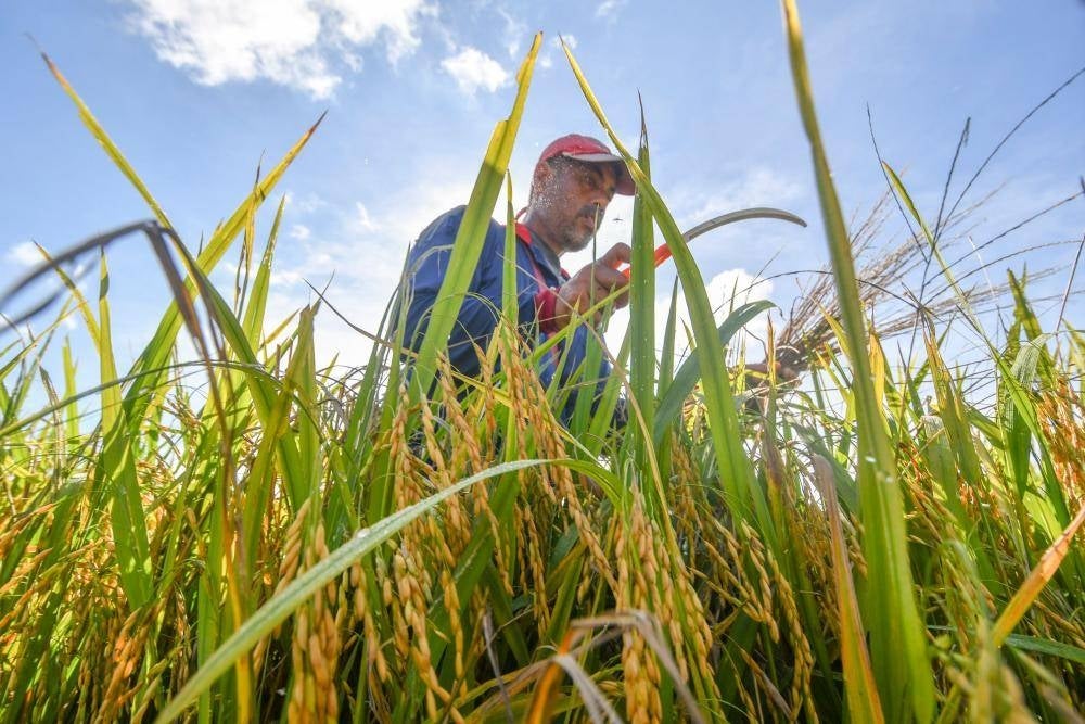 Image for illustrative purposes only. - Photo by Bernama