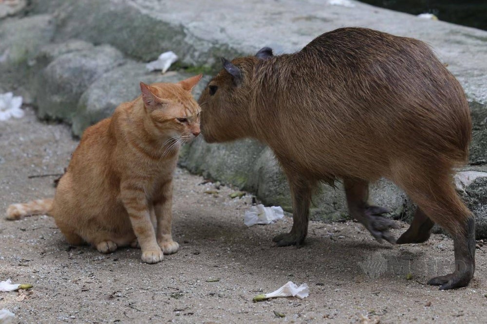 National Zoo vice president, Rosly @ Rahmat Ahmat Lana said since Oyen went viral, it has achieved extra-ordinary popularity for becoming friends and a roommate of the capybaras two or three years ago - BERNAMA