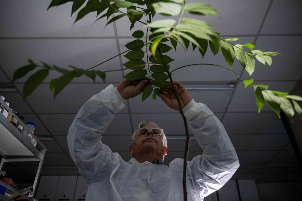 Rodrigo Moura Neto inspects a plant at his laboratory at The Federal University of Rio de Janeiro in Rio de Janeiro on June 23, 2023. Photo by Carl De Souza/AFP.