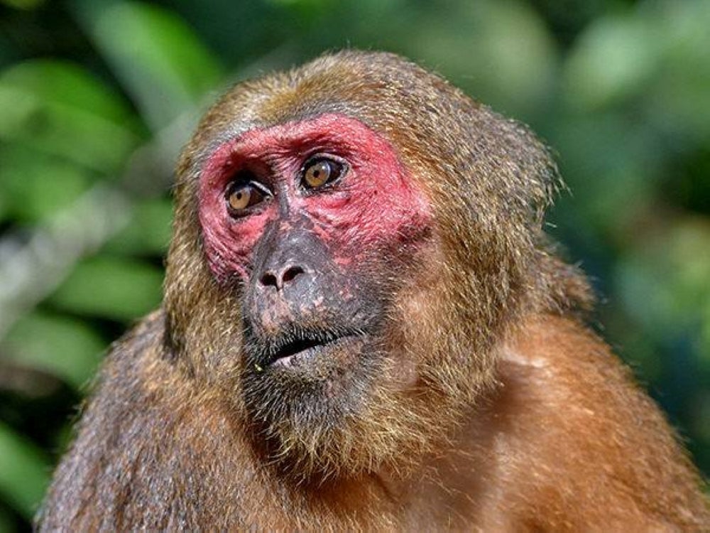 Stump-tailed macaque, locally known as Beruk Kentoi - Ecology Asia 