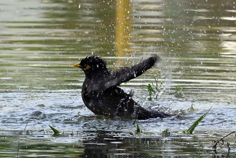 A myna flaps its wings in a puddle at a park in Islamabad on June 7, 2023. - (Photo by FAROOQ NAEEM / AFP)