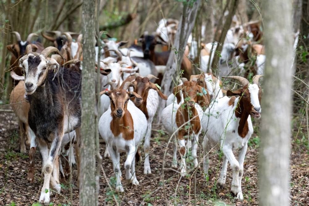 Goats look for overgrown vegetation at the Brackenridge Park Conservancy in San Antonio, Texas, on June 22, 2023. The landscaping squad of Mocha, Wynonna, Nelson and Beckham yank out weeds at Brackenridge Park. (Photo by SUZANNE CORDEIRO / AFP)