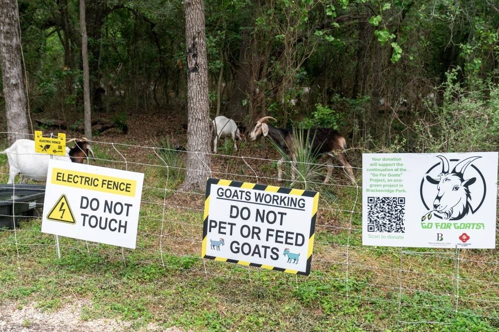 Goats eat overgrown vegetation at the Brackenridge Park Conservancy in San Antonio, Texas, on June 22, 2023. (Photo by SUZANNE CORDEIRO / AFP)