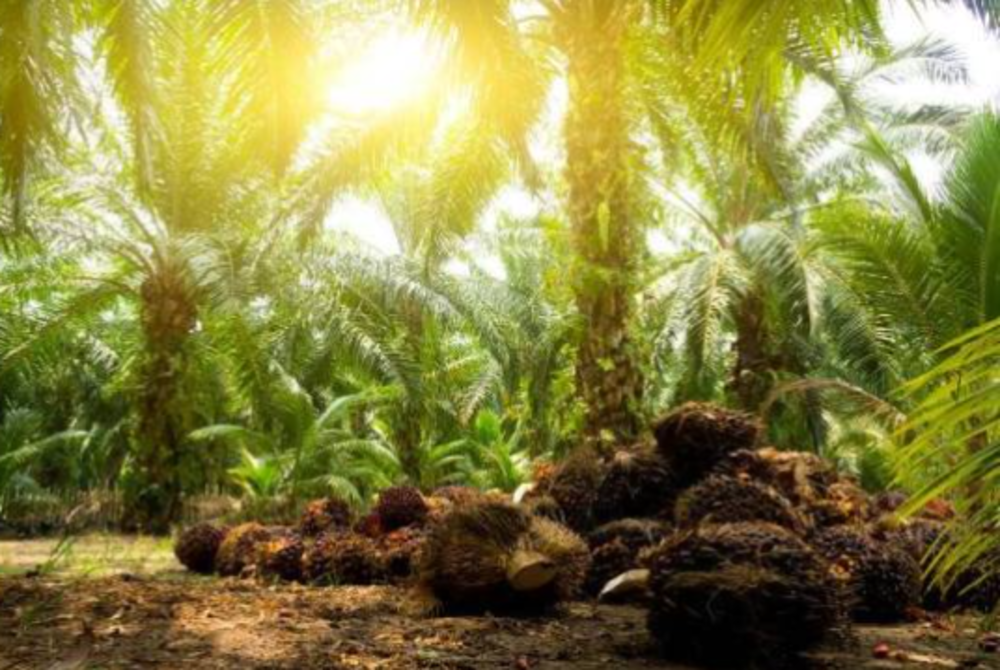 Image for illustrative purposes only. – FILE PIX