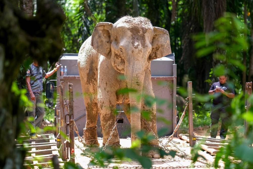  A wild elephant that had been encroaching the Pos Perwor Orang Asli settlement here has been successfully captured - BERNAMA