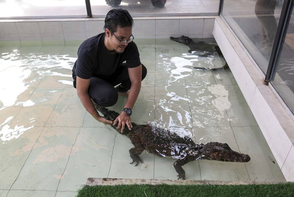 KAJANG, July 16 - Khairul Johari Mohd Denie, 38, playing with his Smooth-fronted Caiman crocodile pet or in its scientific name Paleosuchus Trigonatus at his home in Taman Sungai Sekamat, Kajang recently. - BERNAMA photo (2023) COPYRIGHT RESERVED