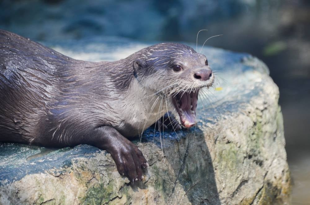 An aggressive otter attacked three women floating down a river in Montana. Photo for illustrative purposes only - 123RF
