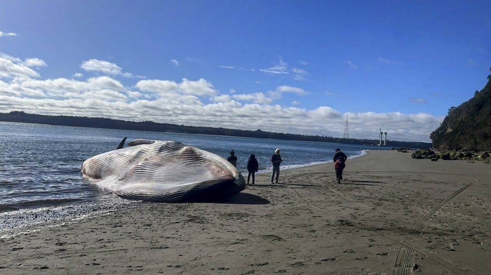 Handout picture released by Defendamos Chiloe environmentalist organisation showing a Blue Whale stranded on the beach of Ancud, on Chiloe island, Los Lagos region, Chile on Aug 5, 2023. - AFP