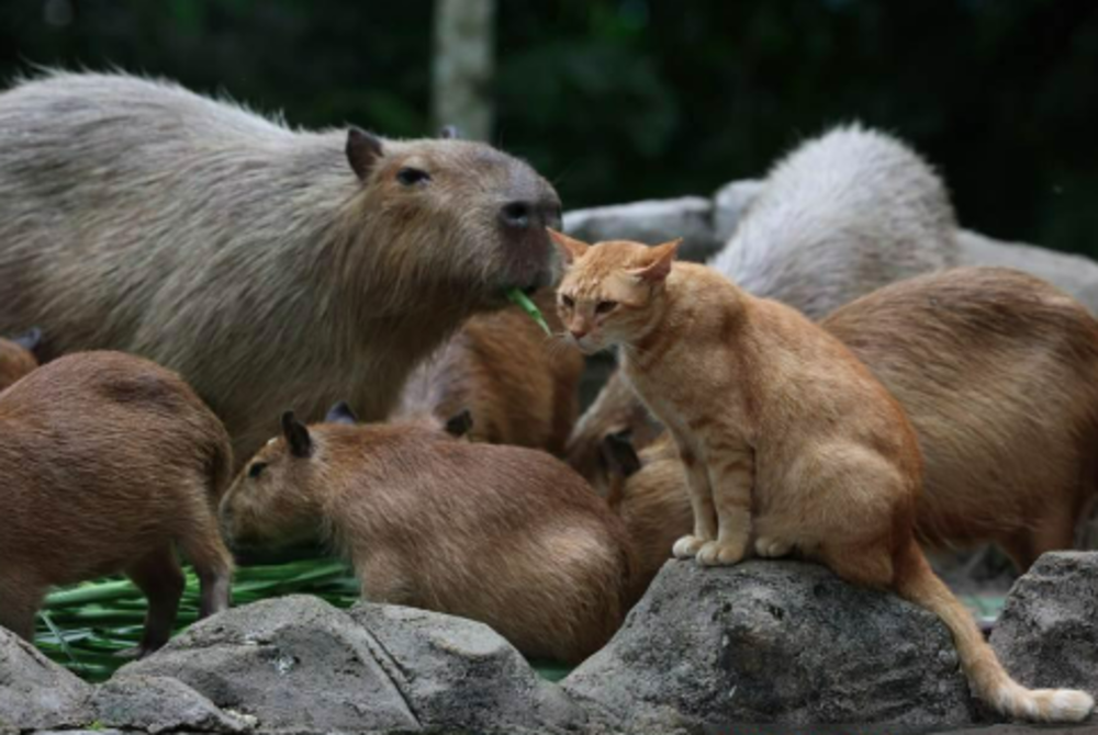 The presence of 'Oyen' the viral ginger cat which became buddies with the capybara rodents has boosted the arrival of visitors to Zoo Negara to over 3,000 people over the weekend. - BERNAMA
