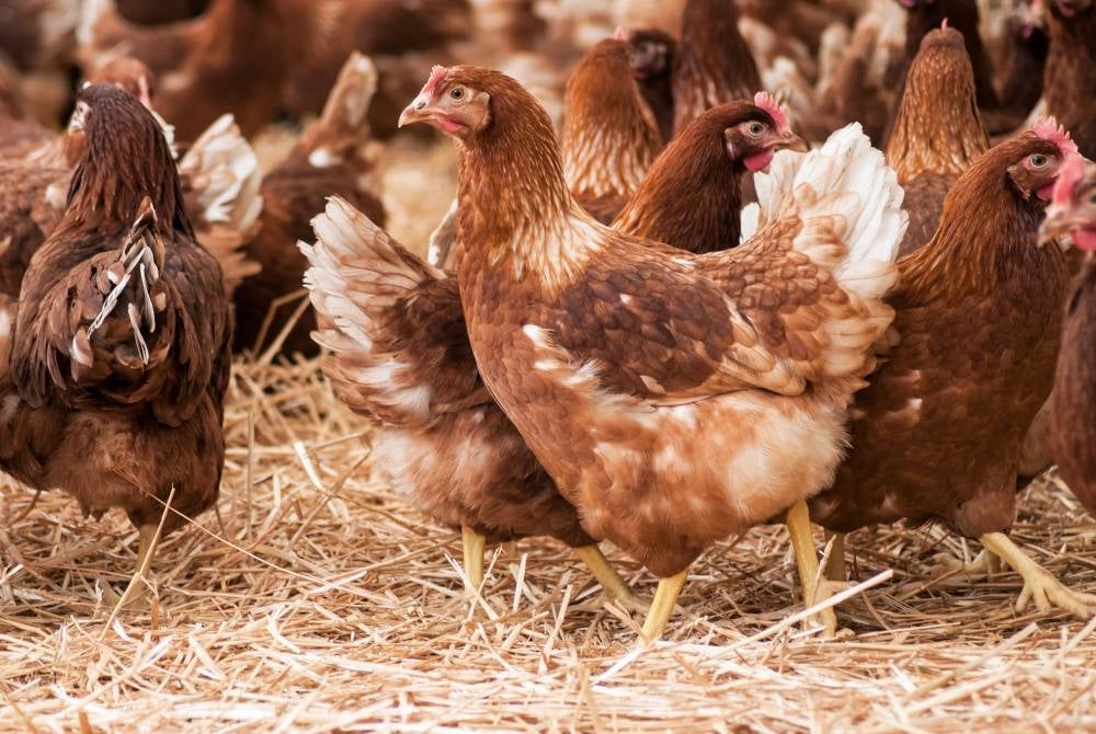 According to a report, the shortage of chicken supply a few days ago was the reason why the price of chicken in the market had increased from RM9 to RM9.28 - 123RF photo