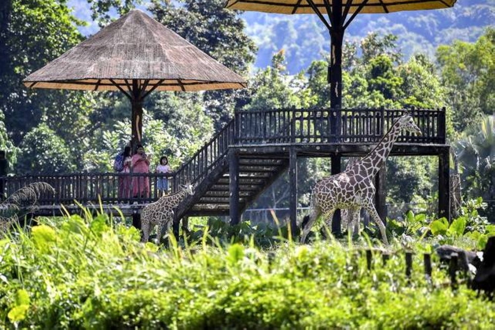 Zoo Negara recorded a jump in the number of visitors by up to 40 per cent for the period January to July this year, compared to the same period last year. - BERNAMA FILE PIX
