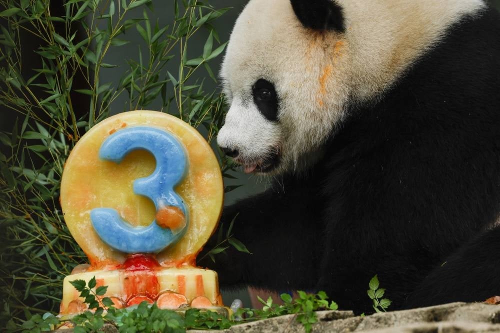 Xiao Qi Ji eats an ice cake for his third birthday at the Smithsonian National Zoo in Washington, DC. Photo by Anna Moneymaker /AFP