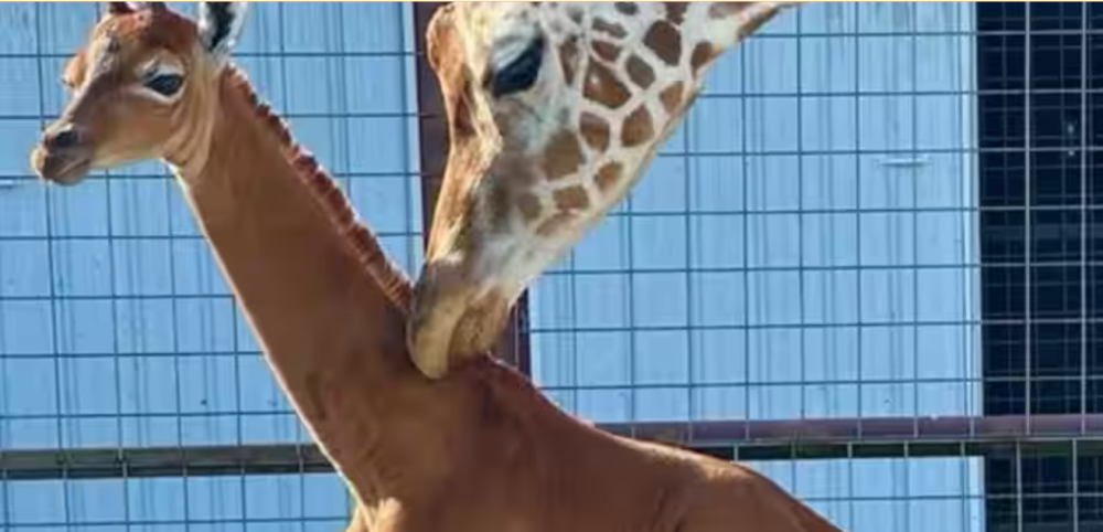 Spotless giraffe along with her mother at zoo in Tennessee. Photograph:(Twitter)