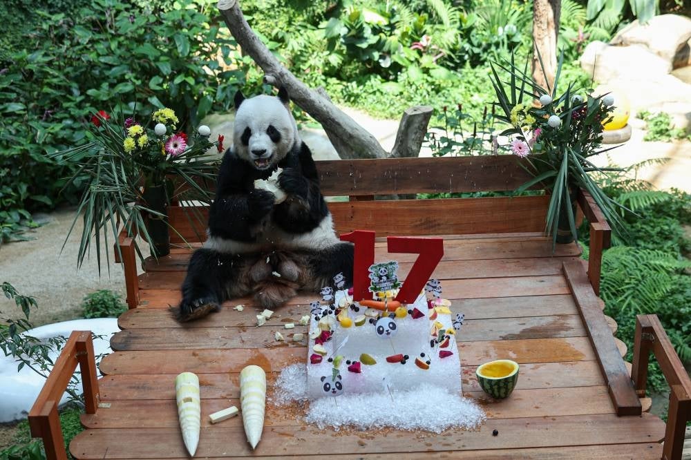 Xing Xing the panda enjoys its birthday meal and posed for the camera during her birthday celebration Ceremony at the Giant Panda Conservation Centre in Zoo Negara today - BERNAMA