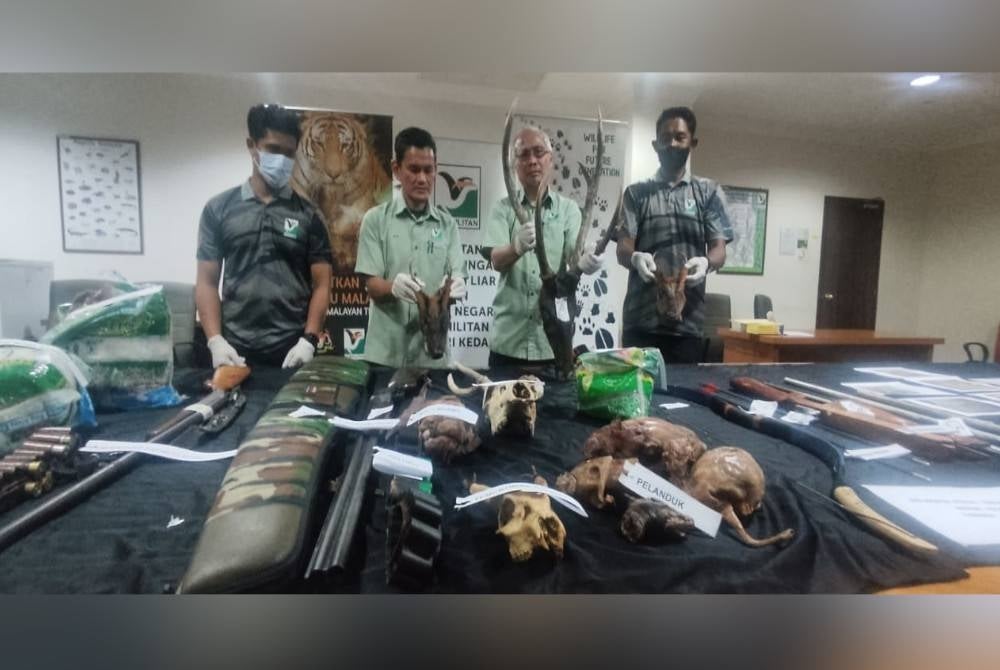 Kedah Perhilitan director Jamalun Nasir Ibrahim (second, right) showing flesh, horns and parts of endangered animals seized in Ops Hunter across several locations in Sik last Friday.