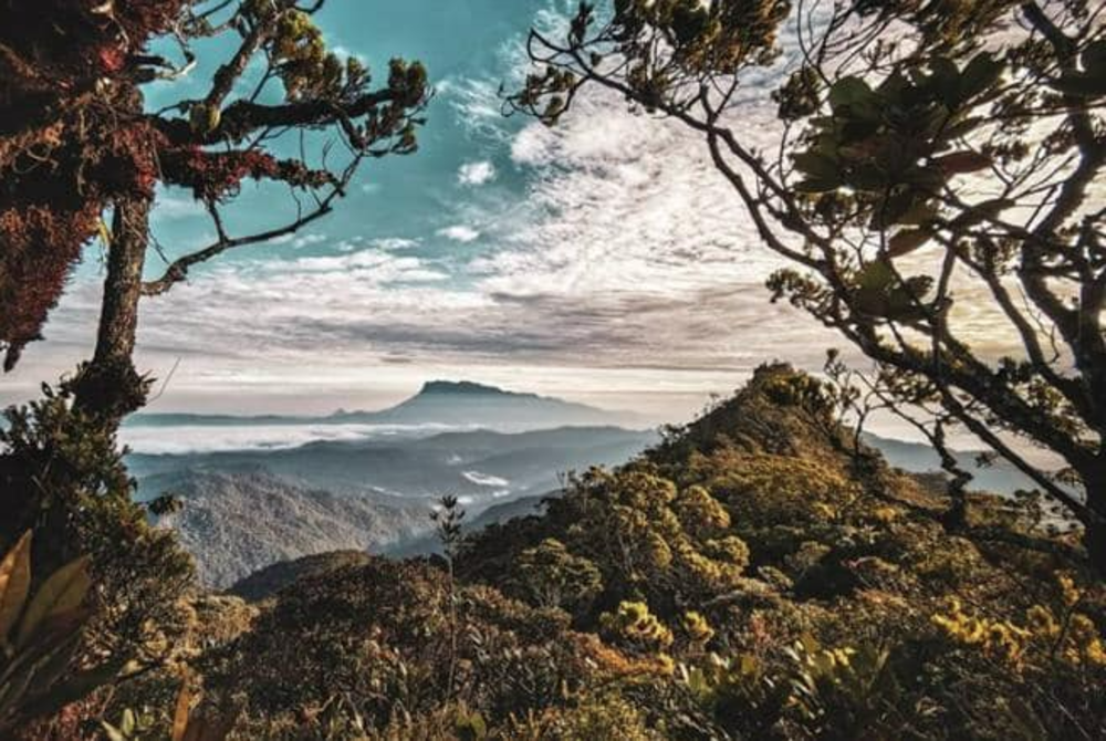 The Sabah Forestry Department has confirmed that Mount Sinsing in Tambunan is the third tallest mountain in Malaysia, with an altitude of 2,586 metres in mean sea level (m.s.l.) terms. - Facebook